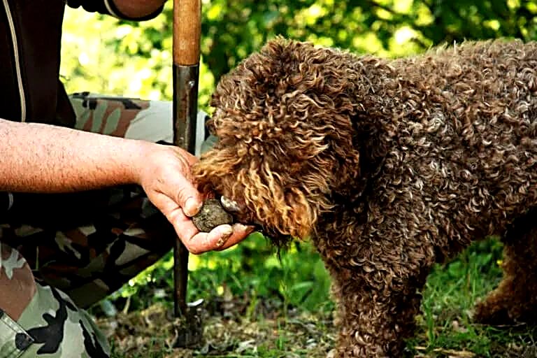 Il cane annusa il tartufo appena estratto, nella mano di Alessio