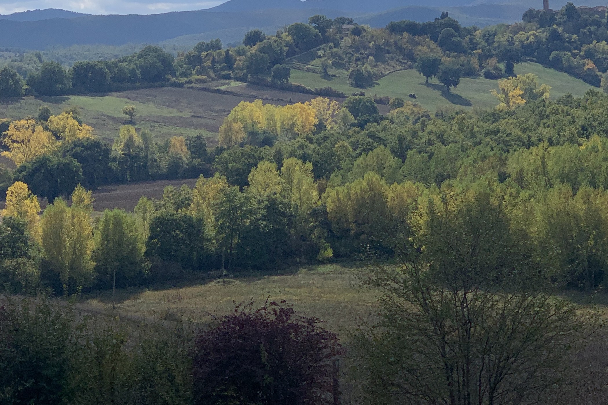 I boschi di querce e pioppi in autunno, sopra la tartufaia