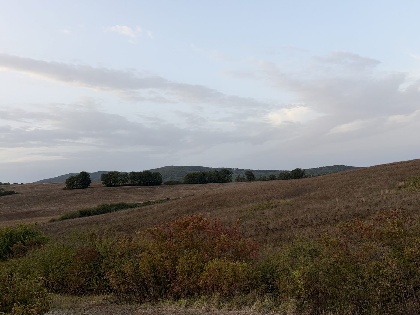 Le colline della tartufaia in autunno, con i boschi di querce sullo sfondo