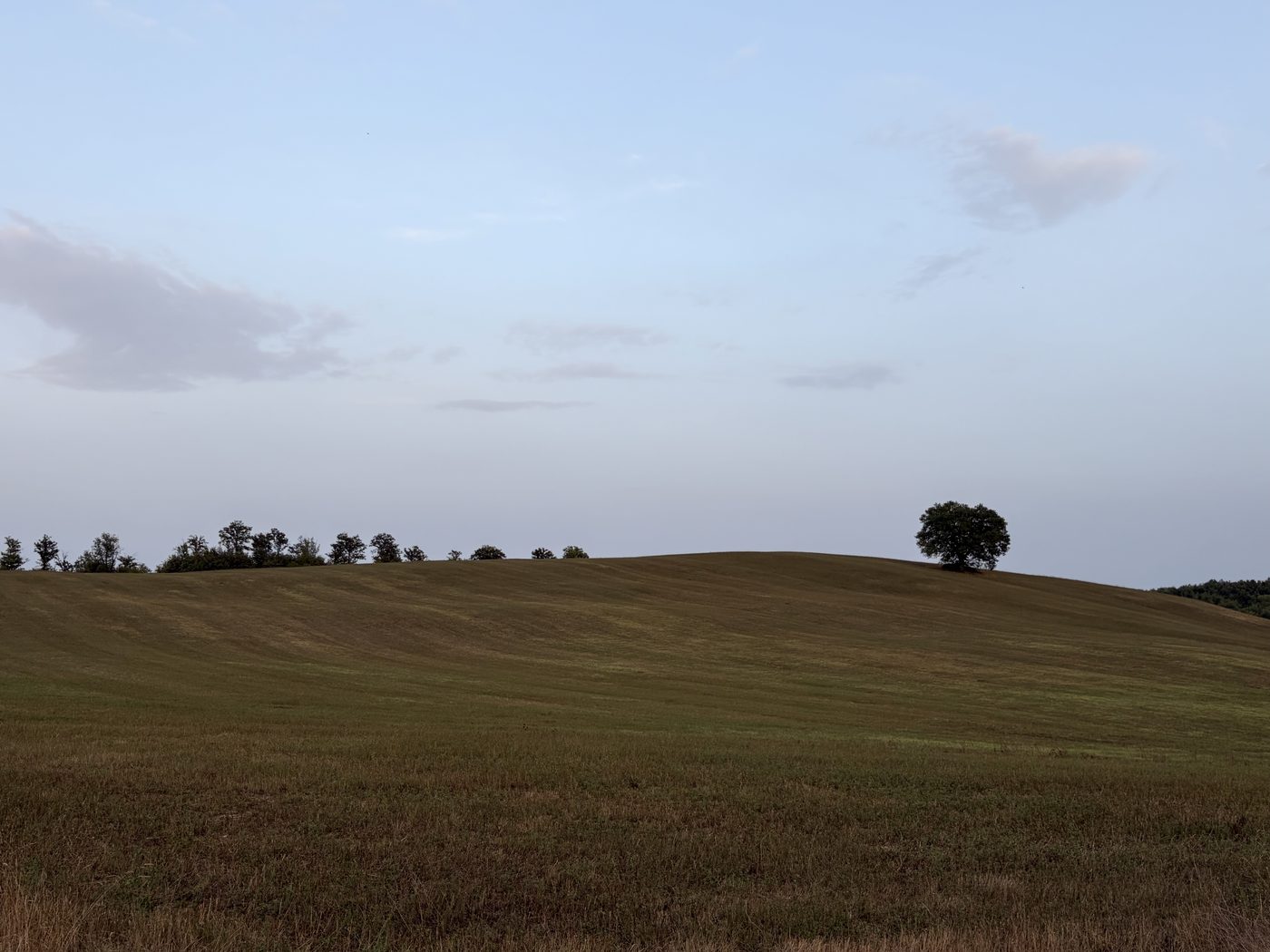 Il filare di querce sul crinale, verso sera