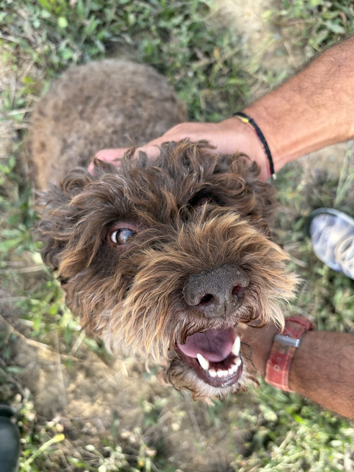 Kora, il lagotto, con la lingua di fuori dopo la cerca