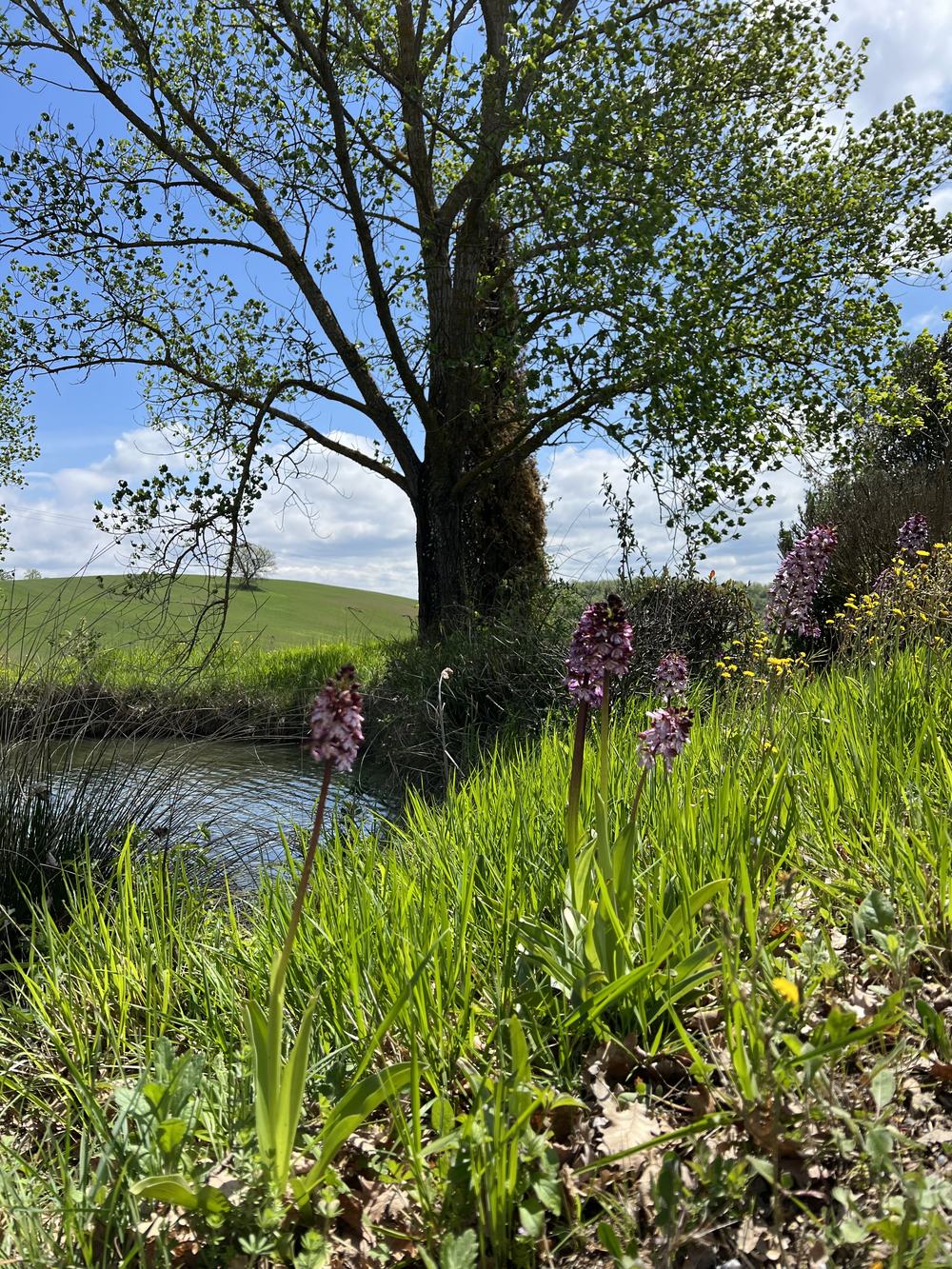 Orchidee selvatiche in fiore lungo il fosso, in primavera