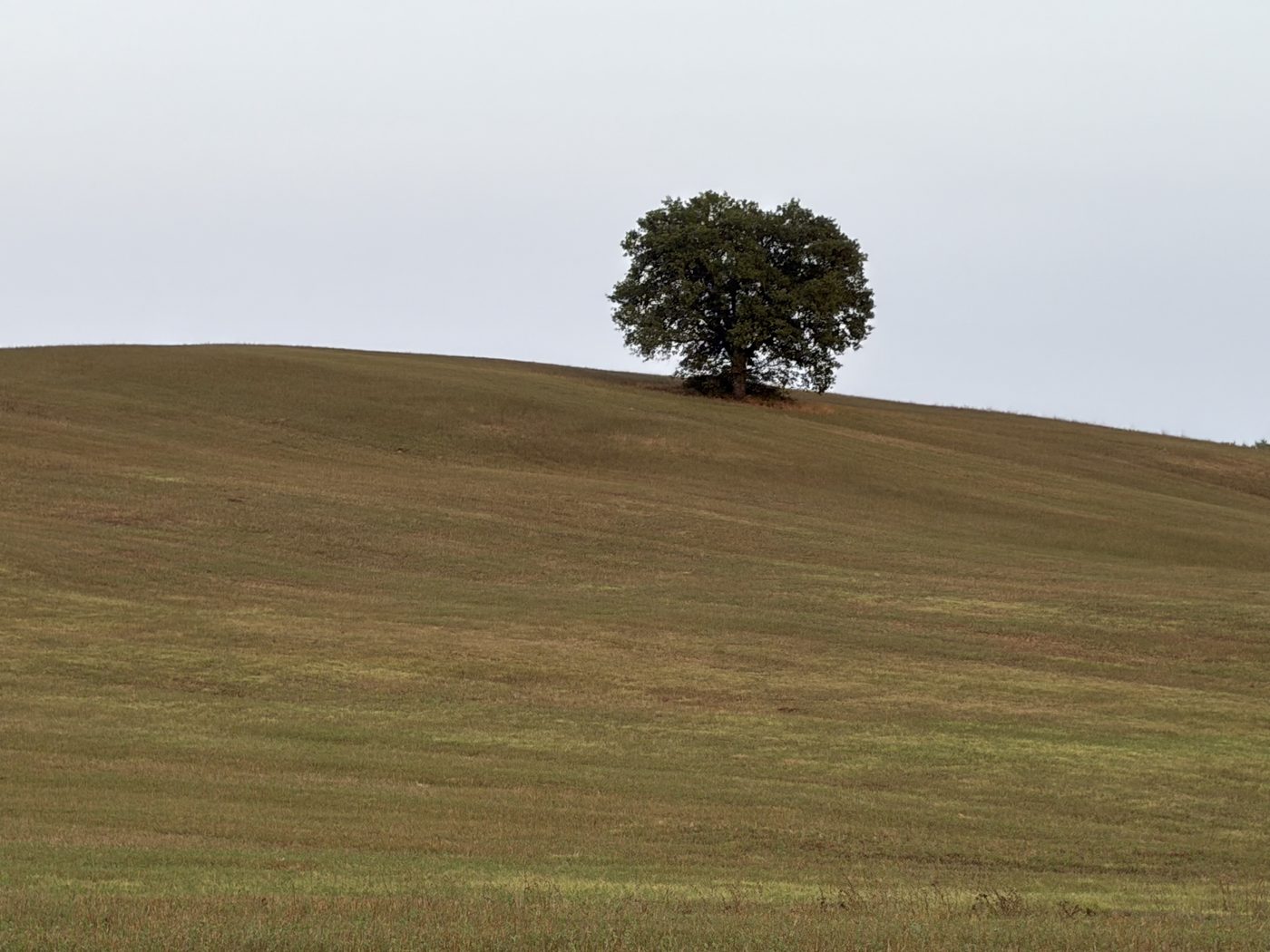 Una quercia isolata sul crinale
