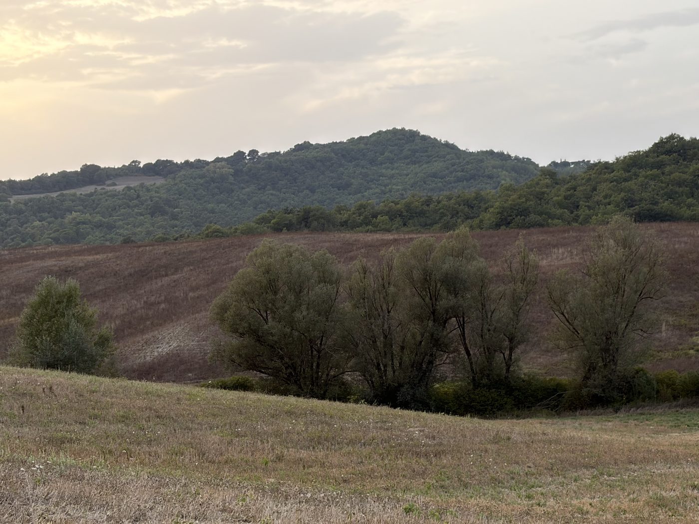 I salici lungo il fosso e la collina boscosa