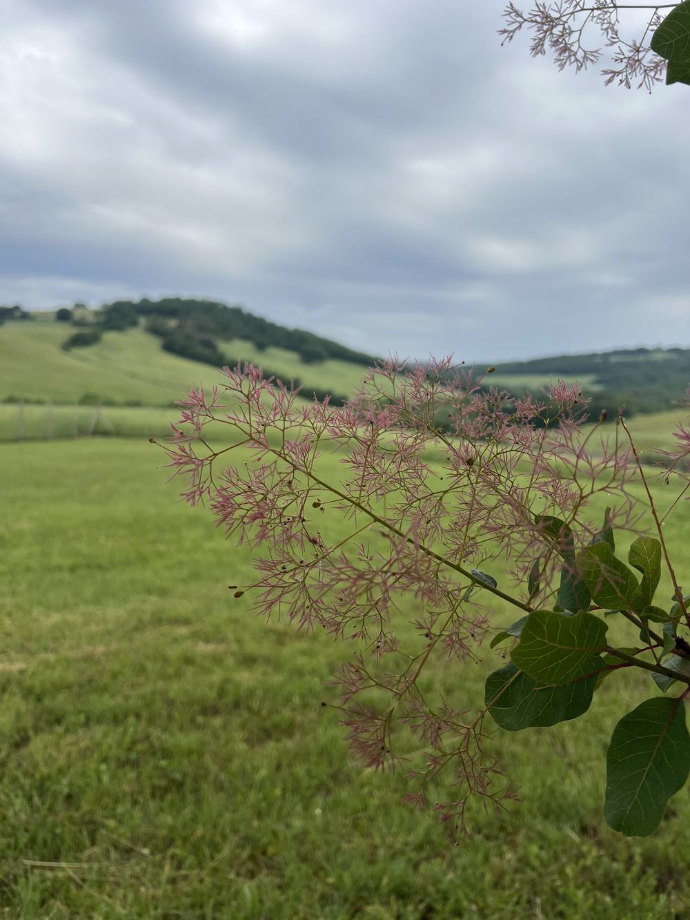 Uno scotano in fiore sul limitare del prato