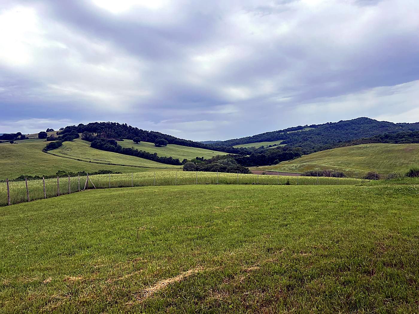 Il prato recintato della tartufaia e le colline boscose intorno