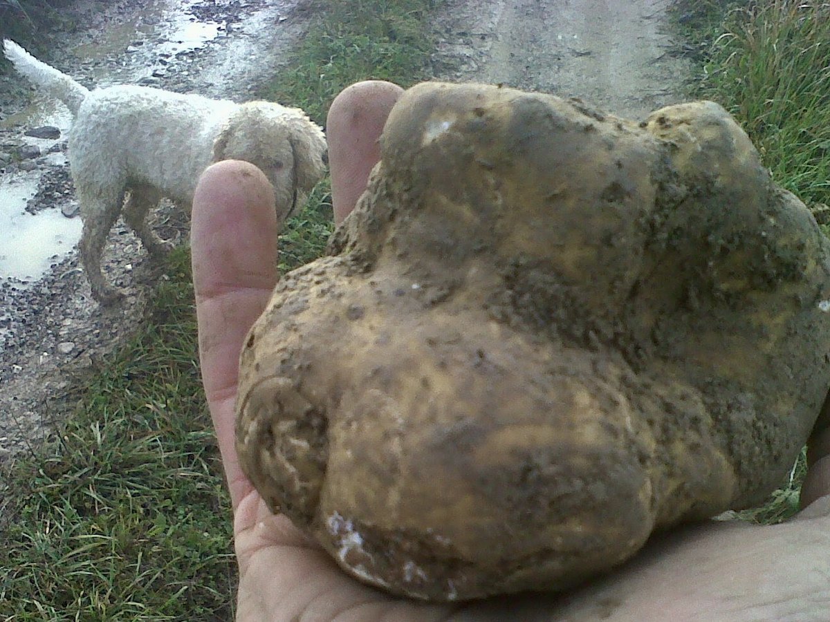 Un grosso tartufo bianco appena cavato, ancora sporco di terra
