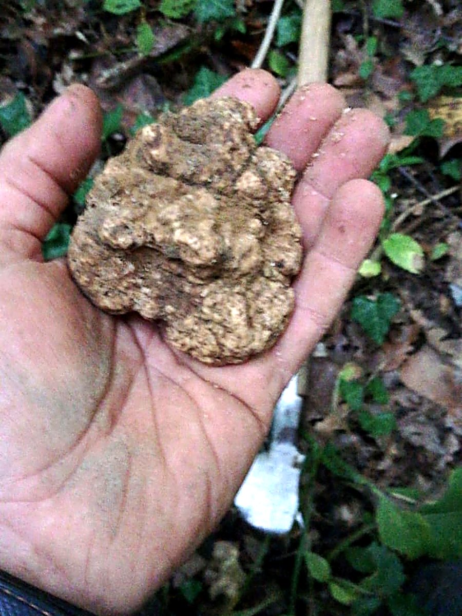 Un tartufo bianco nel palmo della mano, accanto al vanghetto