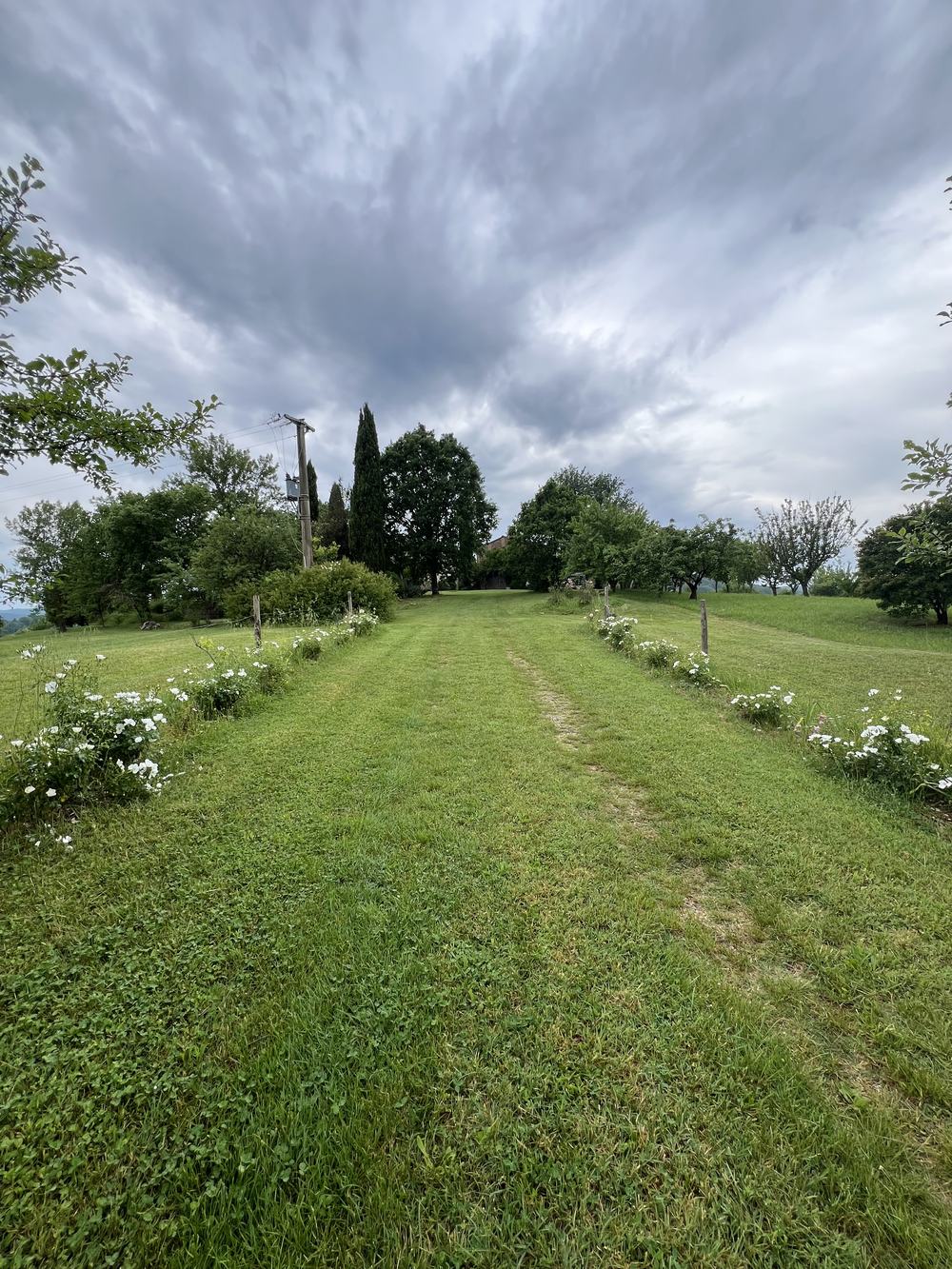 Il viale d'erba che sale al podere, tra le rose bianche